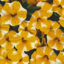 Bomuld/lycra økotex m/digitalt tryk med gule petunia